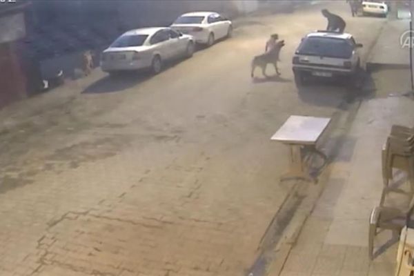 Sokak köpeklerinin saldırısından park halindeki aracın üzerine çıkarak kurtuldu