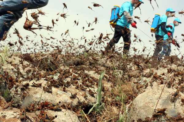 Pakistan'da çekirge istilası: Çin 'ördek ordusu' gönderiyor