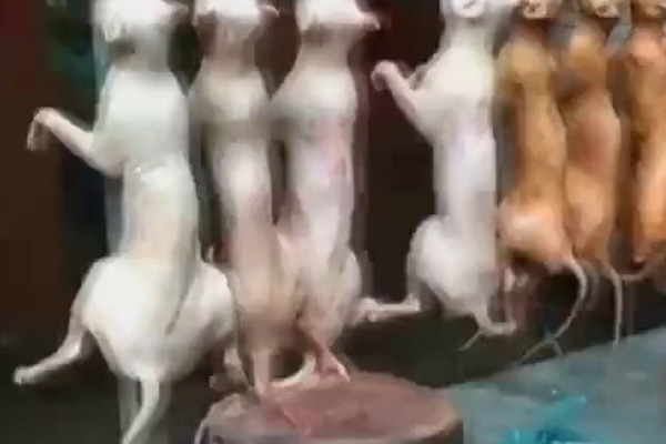 Çin'de bir şehirde kedi ve köpek eti yasaklandı