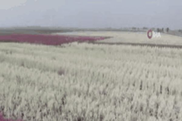 Çiçek açan ağaçlar kartpostallık görüntüler oluşturdu