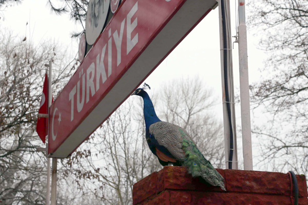 Yunanistan'ın sıktığı gazdan etkilenen tavus kuşları koruma altına alındı