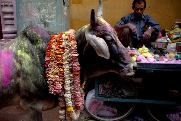 Hindistan'da hükümet 'inekten şifa' araştırmasını fonlamayı planlıyor, bilim insanları tepkili