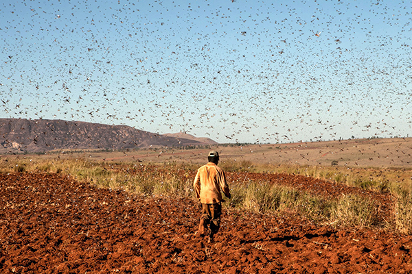 Çöl çekirgeleri, Türkiye’ye geliyor mu?