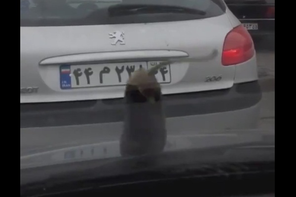 İran'da gökten patlıcan yağdığı iddia edildi