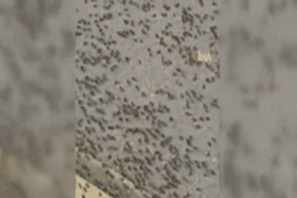 Umman’da karınca istilası