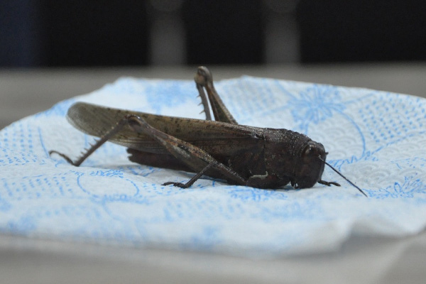 İran’ı istila eden çekirge Yüksekova’da görüldü