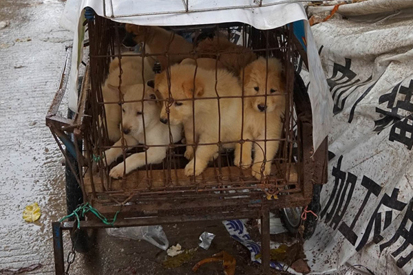 Bilim insanları Çin'i yemek kültüründen oluşacak salgına karşı 2007'de uyarmış