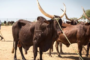 Çad, Angola’ya borcuna karşılık 75 bin baş sığır gönderecek