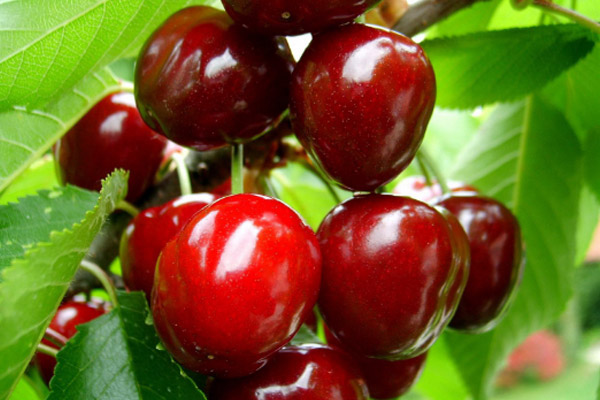 Yerli kirazın fiyatı 75 lira