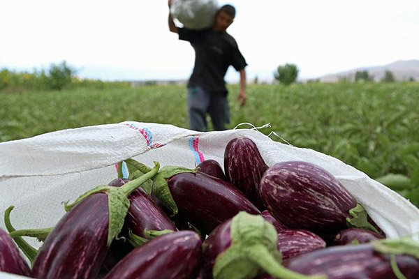 Rusya'dan Türk patlıcanına ithalat engeli