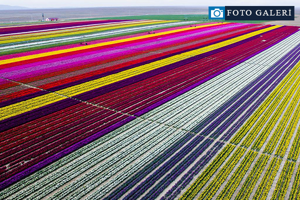Lale tarlaları havadan görüntülendi
