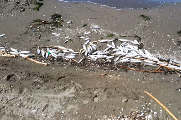 Binlerce ölü balık kıyıya vurdu