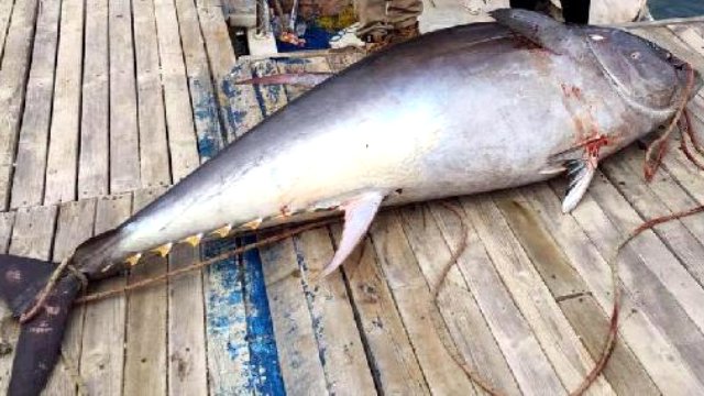 Muhtar 200 kiloluk orkinos yakaladı