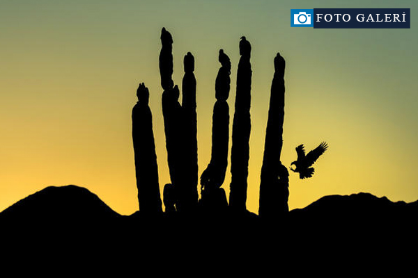 2016 Audubon Fotoğrafçılık Ödülleri