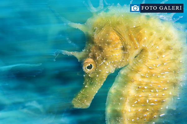 Muhteşem su altı dünyası