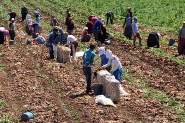 Fiyatlar düştü, çiftçi zorda