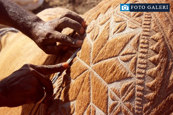 İlginç bir gelenek 'deve berberliği'