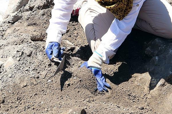 230 milyon yıllık fosil bulundu