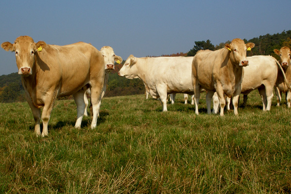 570 bin büyük baş dana ithal edecek