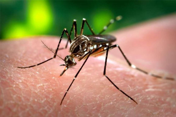 İspanya'da zika alarmı