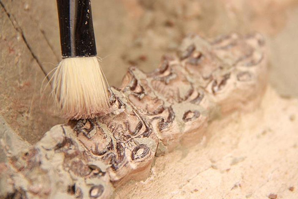 Çin'de 242 milyon yıllık sürüngen fosili bulundu