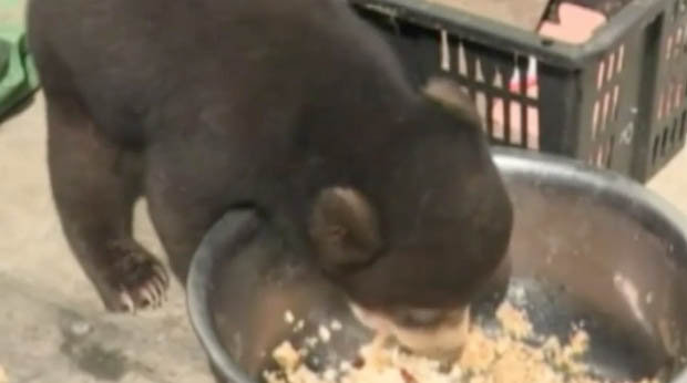 Sahiplendiği köpek yavrusu ayı çıktı