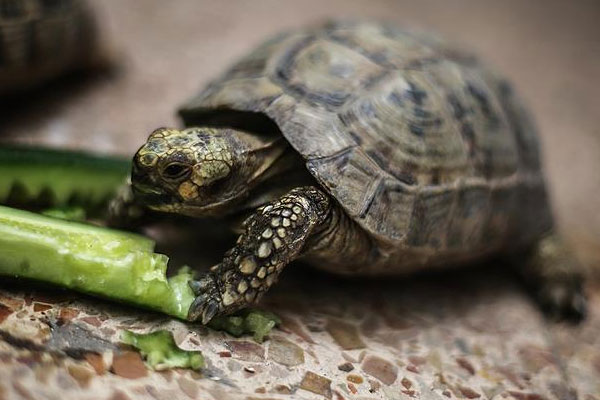 Gazze'de işsizliğe çare kaplumbağalar
