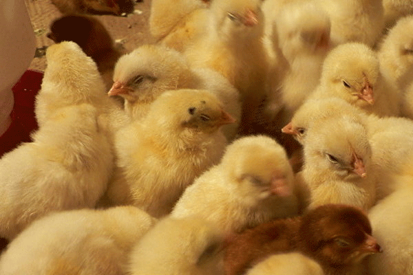 Öğretmenlere civcivle ödeme