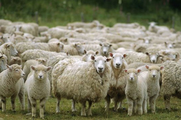 Koyunlarla iş sözleşmesi yapıldı