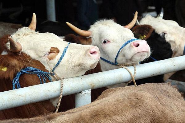 400 bin baş hayvan ithal edilecek