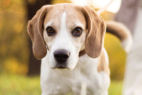 'Evcil hayvanlarınızdan vazgeçmeyin'