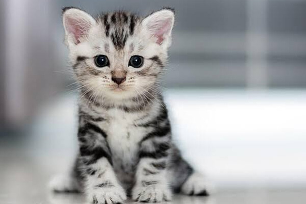 Bir kediye sahibinden koronavirüs bulaştı