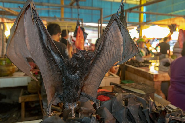 Çin'in bir eyaletinde vahşi hayvan eti yiyenlere para cezası verilecek