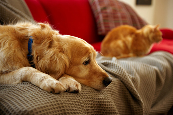 DSÖ: Viüsün hayvandan insana bulaştığı yönünde veri yok fakat insandan hayvana bulaşıyor