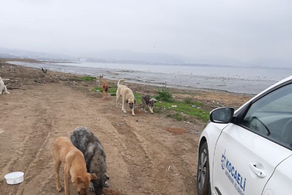 Büyükşehir ekipleri, sokak hayvanları için mama gezdiriyor