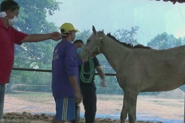 Tayland'da yeni bir salgın baş gösterdi: Atlar telef oluyor