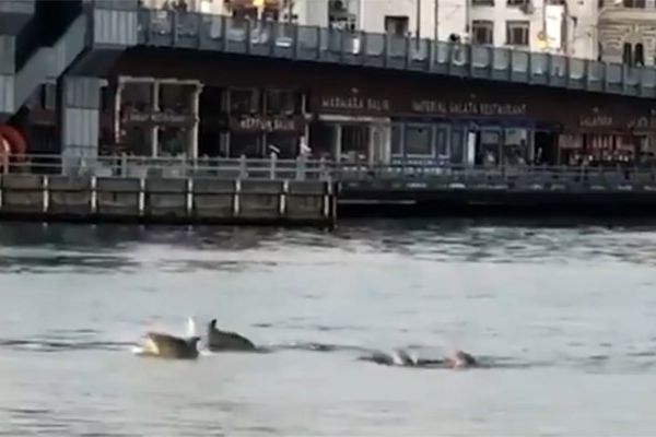 İstanbul Boğazı'nda yunusların dansı