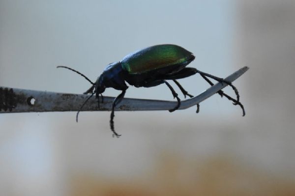 Ormanlar 'Terminatör böcekler'e emanet edildi