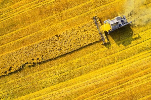 Trakya toprakları sarıya boyandı