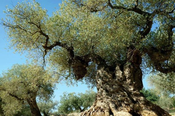 Oleratine doğal bir potansiyel COVID-19 inhibitörü içeriyor