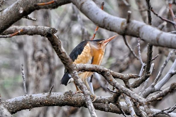 Nesli tükenme tehlikesi altındaydı! Hakkari'de görüntülendi