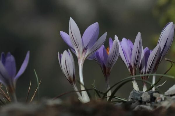 Müthiş keşif: Bilim dünyasına tanıtıldı