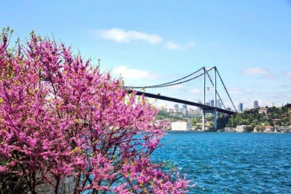 Boğaz erguvanlarla bezendi