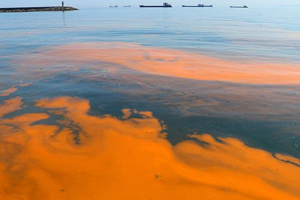 Marmara Denizi'nde korkutan görüntü!
