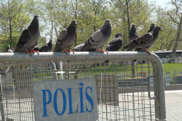 Özel) Belediye görevlisi Taksim Meydanı'nda aç kalan güvercinleri ...