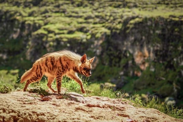 Adıyaman'da çizgili sırtlan görüntülendi