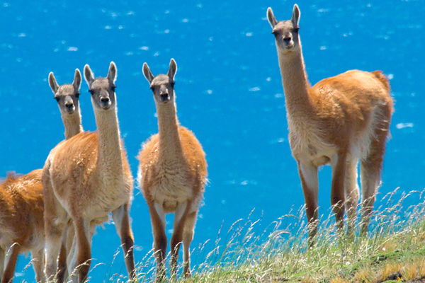 Bilim insanlarından önemli araştırma: Lamalar koronavirüse umut olabilir