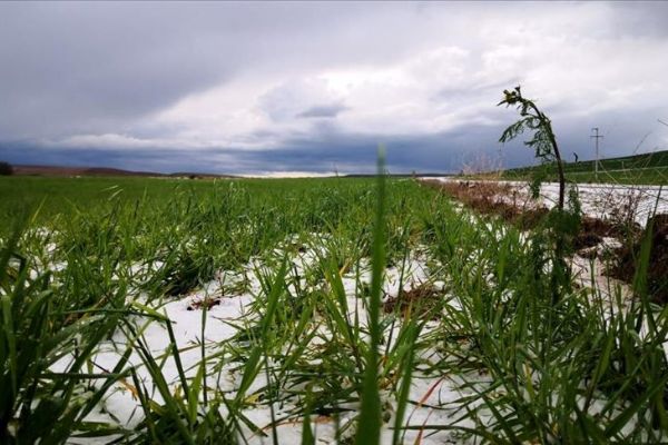 Sağanak ve dolu tarım alanlarına zarar verdi
