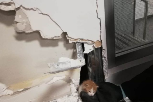 Banka duvarının içine sıkışan yavru kedi kurtarıldı