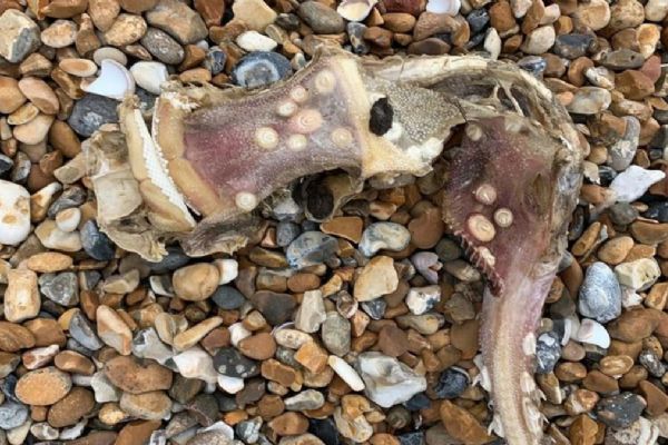 Sahilde bulan kadın şoke oldu! 'Sanki kuyruğunda dişler vardı'